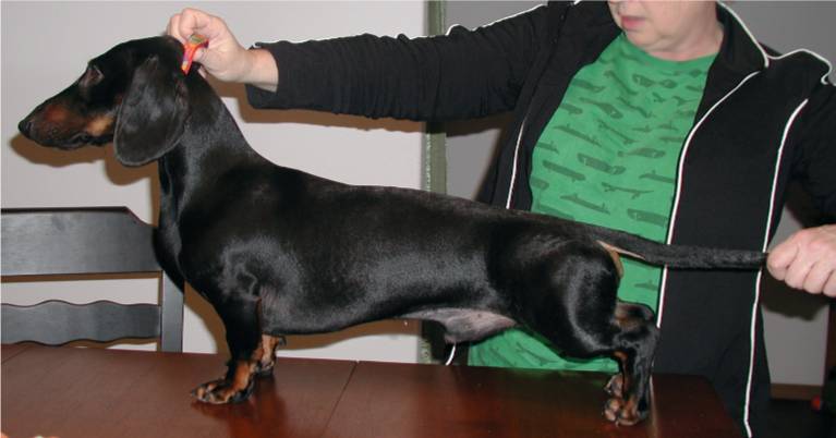 black and tan european standard smooth dachshund