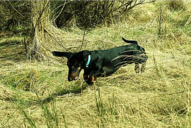 black and tan European standard smooth dachshund