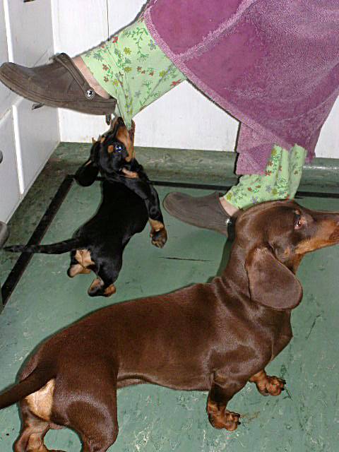 German bred black and tan standard smooth dachshund puppy