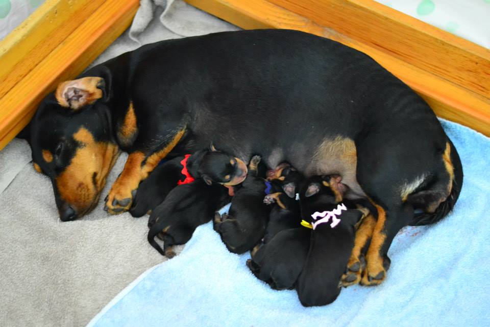 standard smooth dachshund puppies