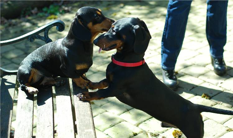 standard smooth european dachshund