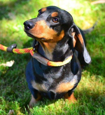 Black and tan standard smooth dachshund pregnant