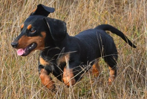 German standard smooth dachshund