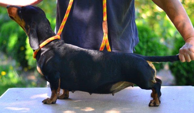 Black and tan standard smooth dachshund pregnant