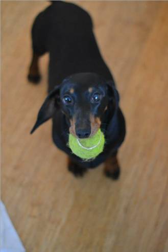 standard smooth dachshund puppies