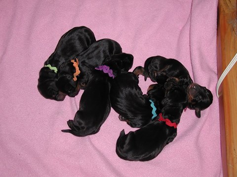 standard smooth dachshund puppies