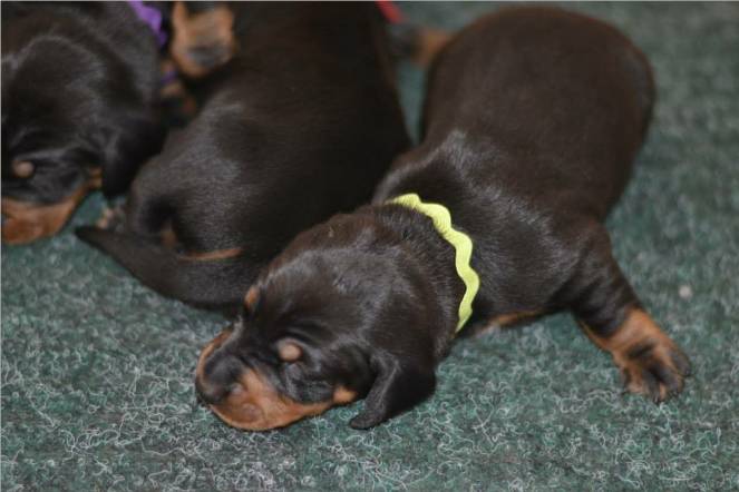 standard smooth dachshund puppies