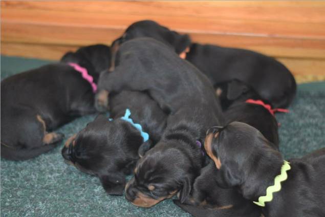 standard smooth dachshund puppies