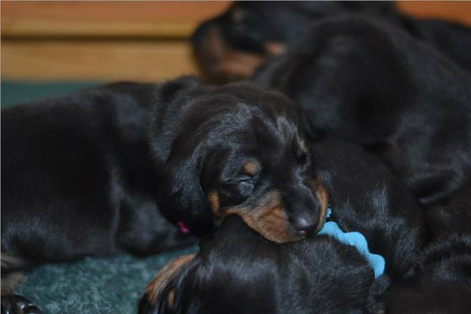 standard smooth dachshund puppies