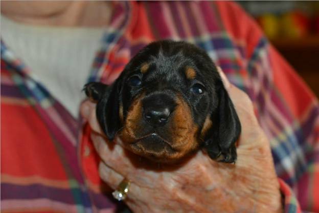 standard smooth dachshund puppies