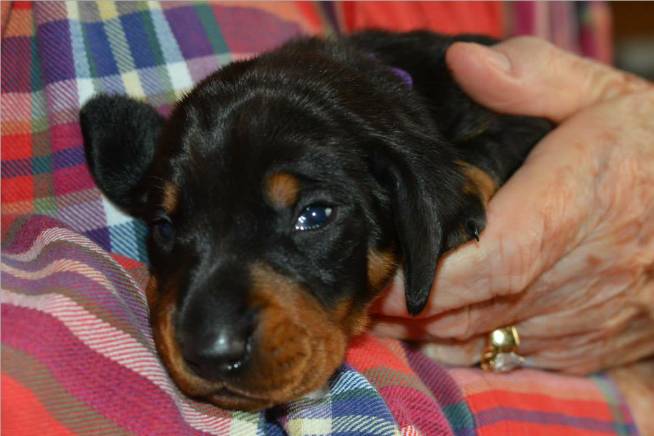 standard smooth dachshund puppies