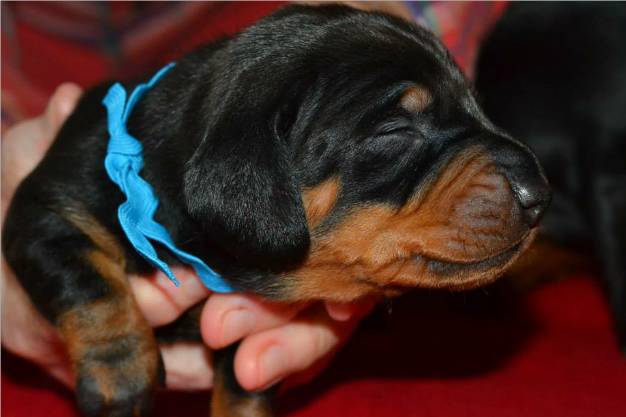 standard smooth dachshund puppies