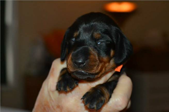 standard smooth dachshund puppies