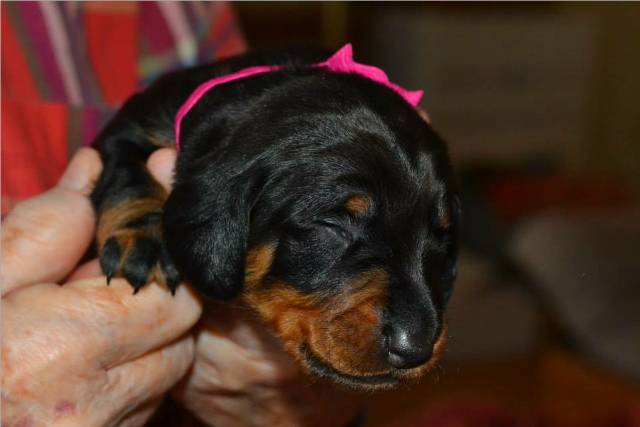 standard smooth dachshund puppies