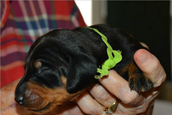 standard smooth dachshund puppies