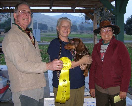 chocolate standard smooth dachshund