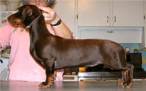 chocolate and tan standard smooth dachshund 6 months