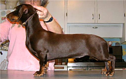 standard size dachshund breeders