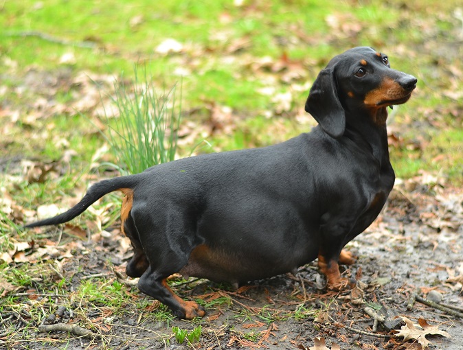 Standard Smooth Black and Tan Dachshund