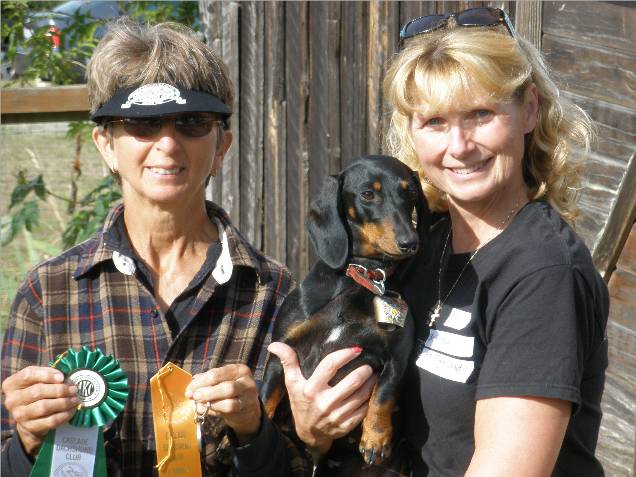 Standard Smooth Dachshund earns a JE title.  Teddy Moritz judge
