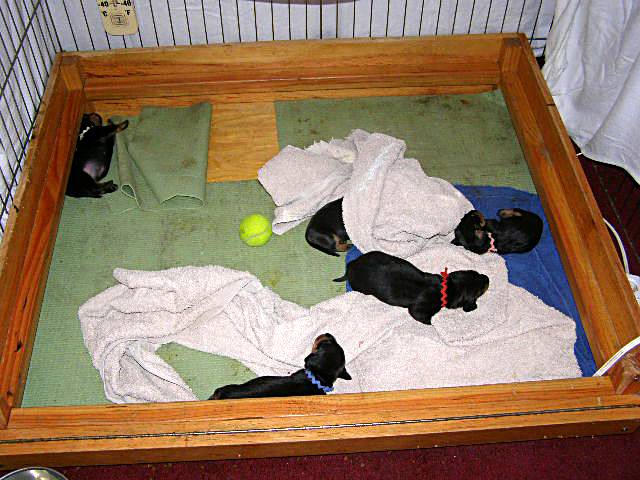 standard smooth dachshund puppies