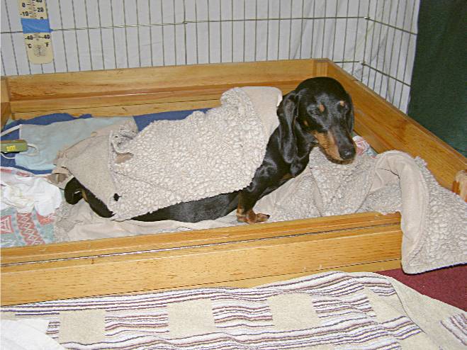 standard smooth dachshund newborn puppy
