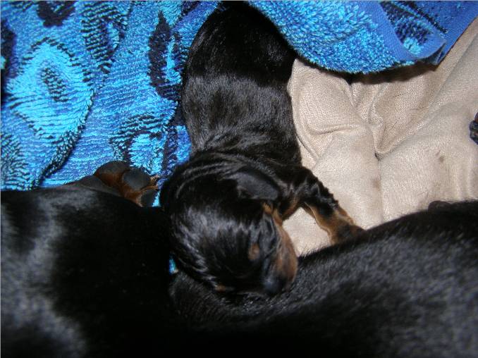 standard smooth dachshund newborn puppy