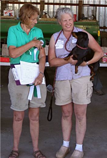 standard smooth dachshund earthdog