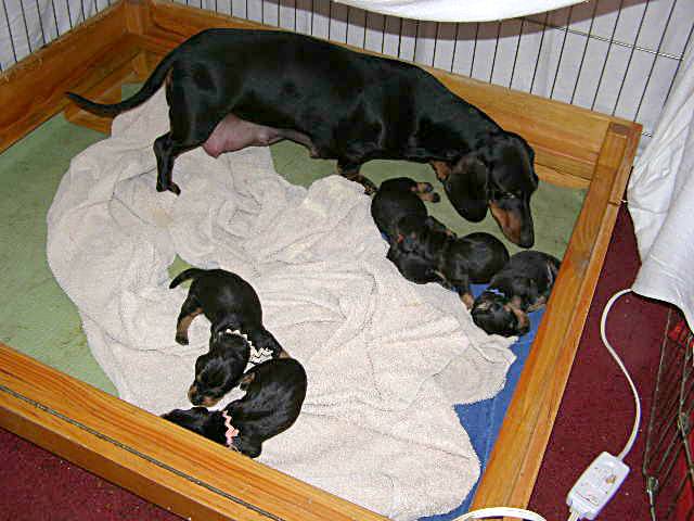 standard smooth dachshund puppies
