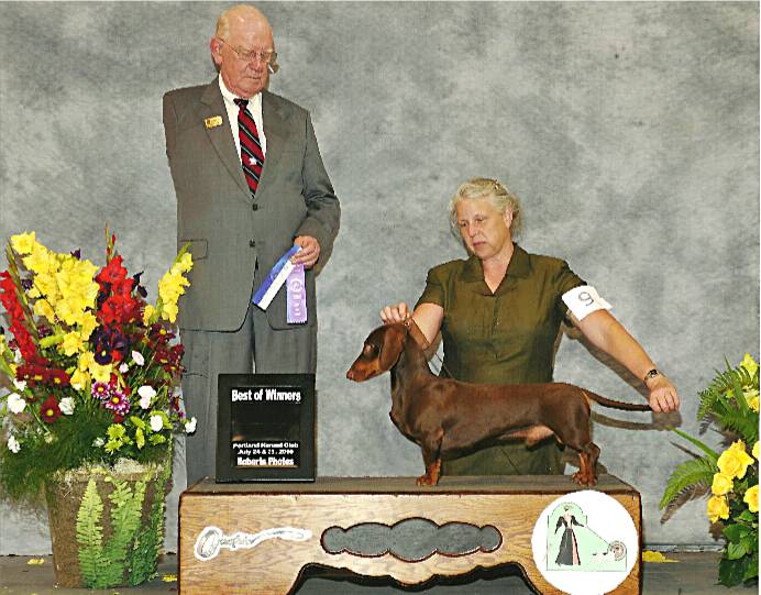 chocolate and tan standard smooth Belgian Dachshund