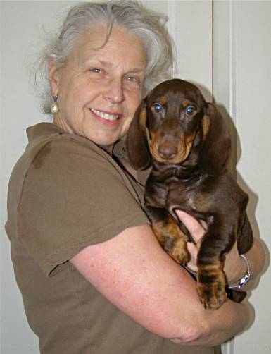 Chocolate and Tan Standard Smooth Dachshund