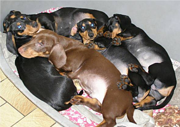 litter of standard smooth dachshunds