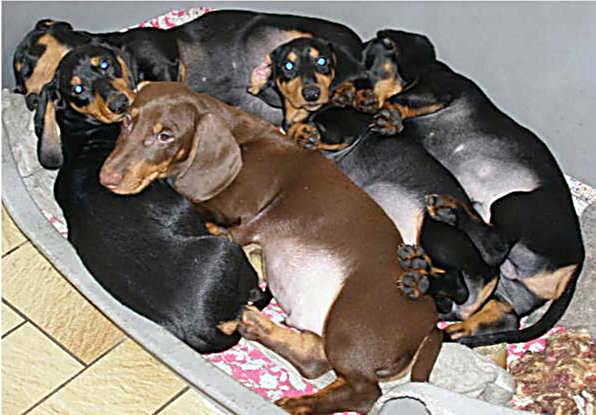 litter of standard smooth dachshunds