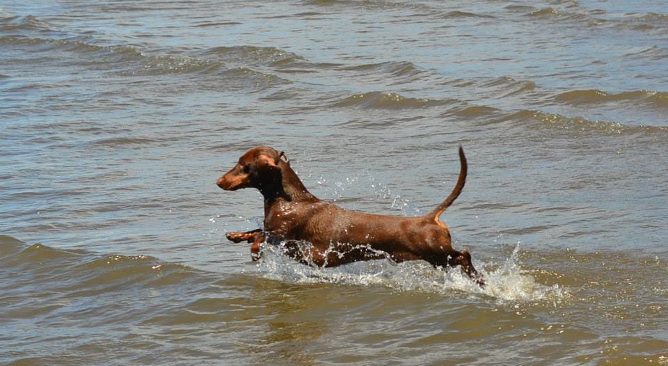 Chocolate and tan standard dachshund