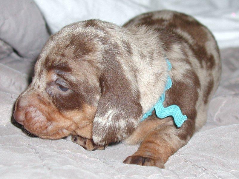 standard smooth dachshund chocolate and tan dapple puppy
