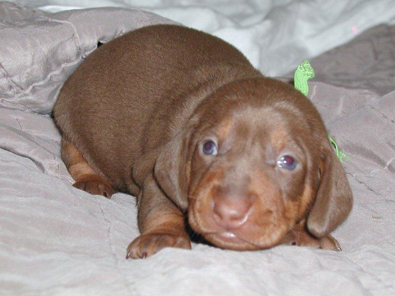 standard smooth dachshund chocolate and tan puppy
