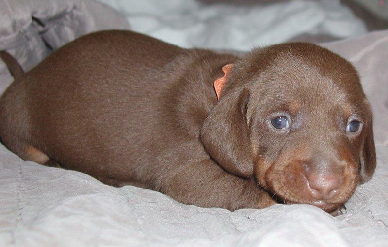 standard smooth dachshund chocolate and tan puppy