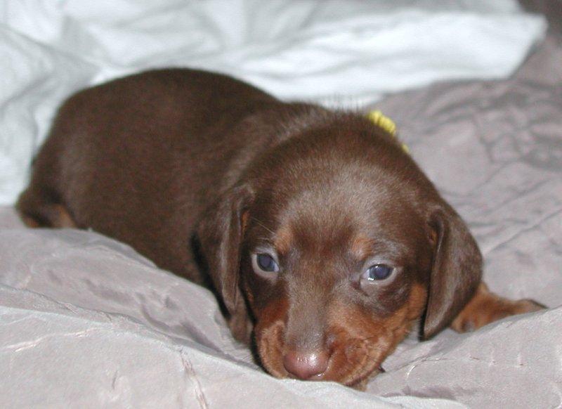 standard smooth dachshund chocolate and tan puppy