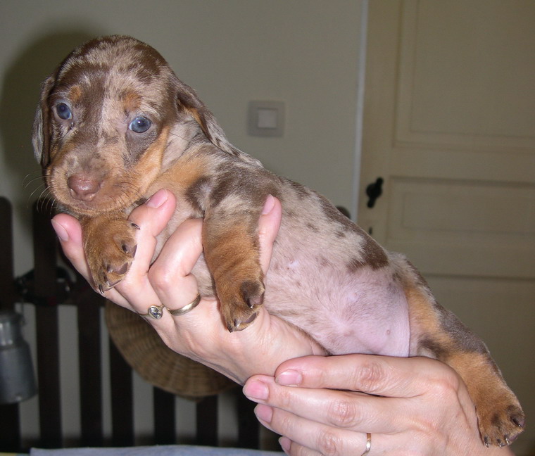 chocolate and tan standard dachshund