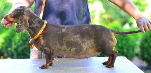 chocolate and tan dapple standard smooth dachshund
