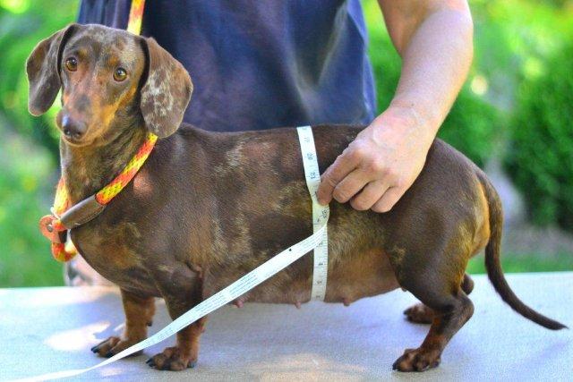 chocolate and tan dapple standard smooth dachshund