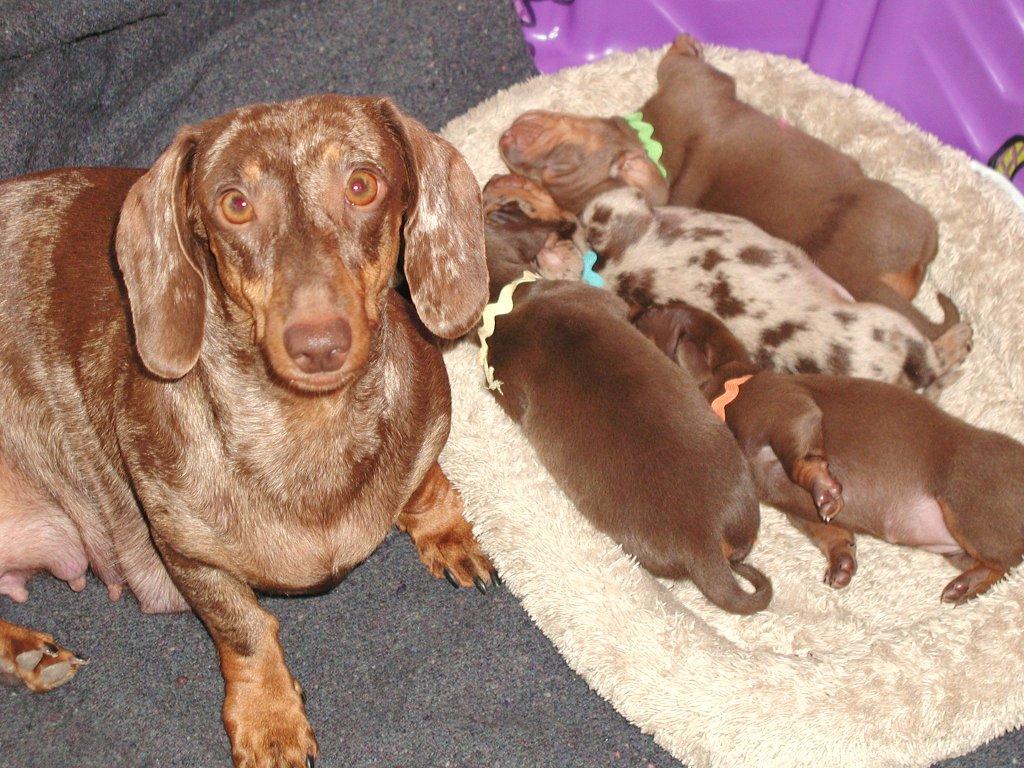 chocolate and tan standard smooth dachshund puppies