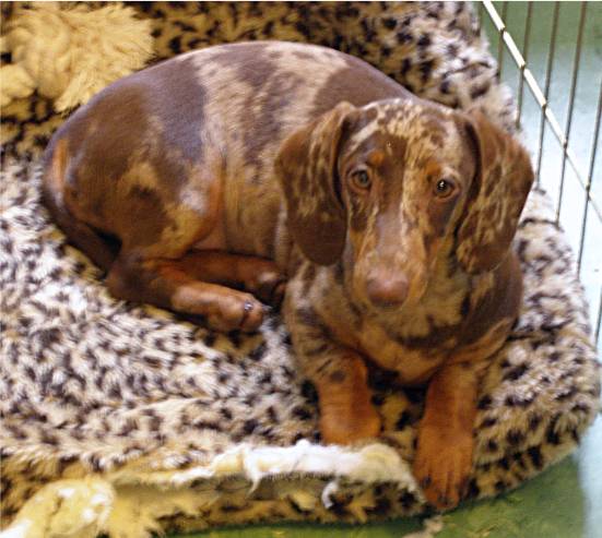 chocolate and tan dapple standard dachshund