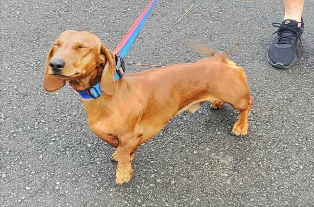 Dachshund Stud Dog