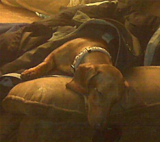 red standard dachshund sleeping