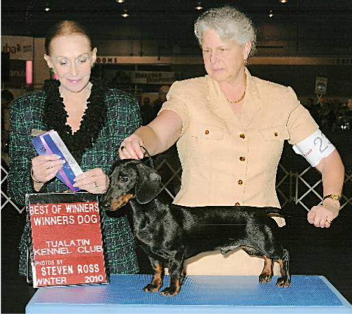 standard smooth dachshund male puppy