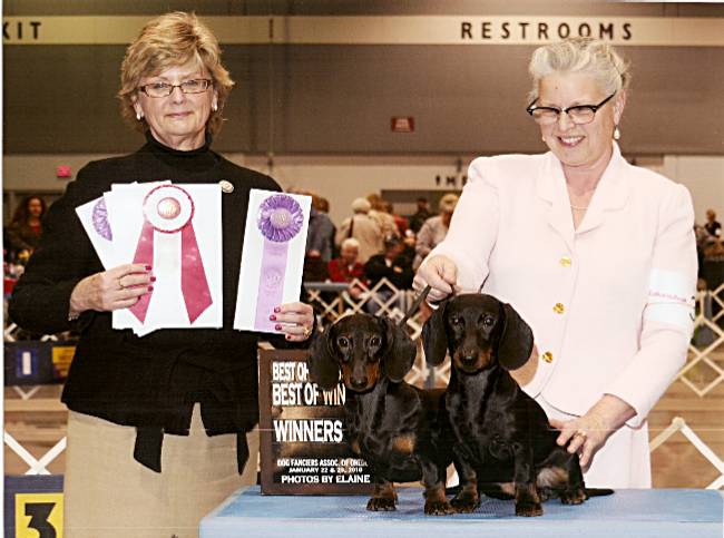 Standard Smooth Dachshunds