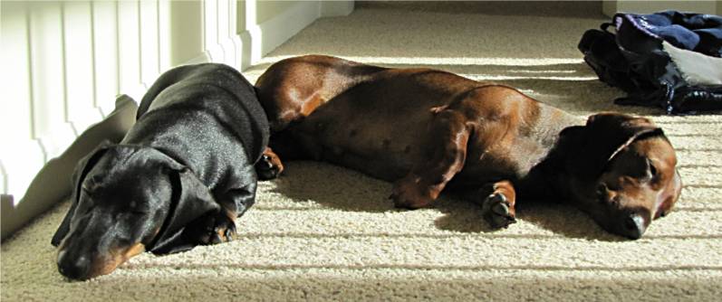 dachshund sleeping on the rug
