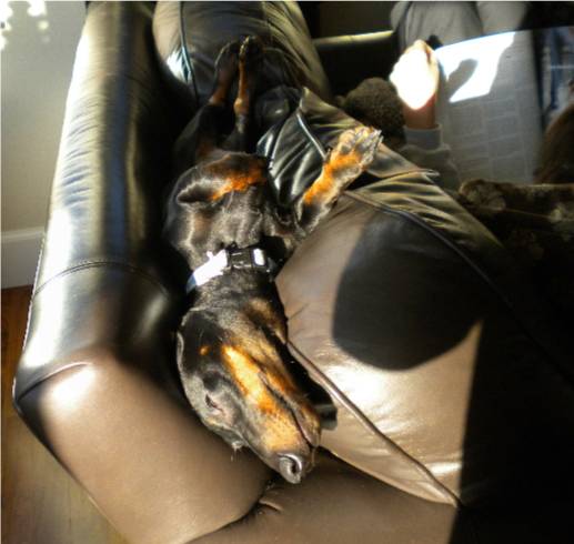 standard male dachshund on a couch