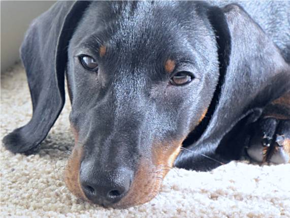 standard male dachshund head